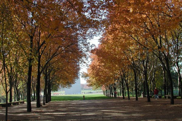 Urban forests create an archway of trees at Jefferson National Expansion Memorial.