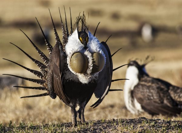 Greater sage grouse showing his dramatic fan of trail feathers to attract a nearby female.